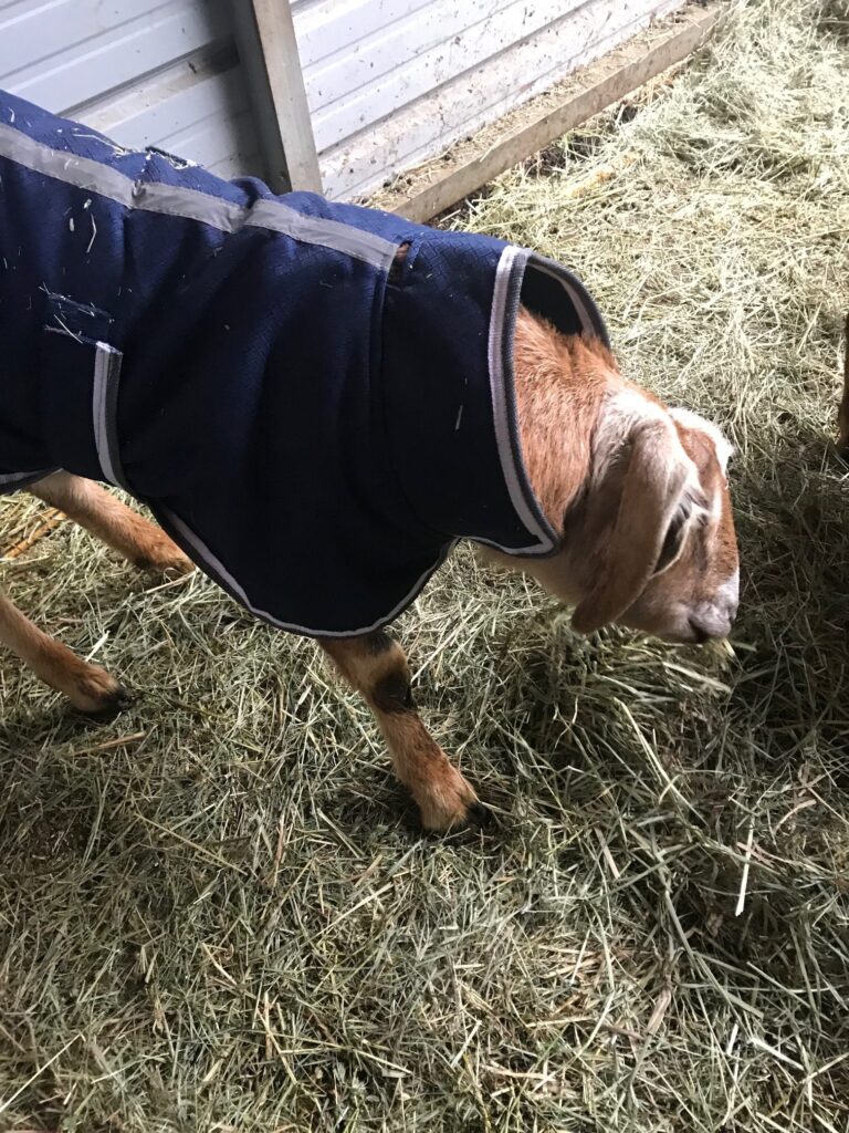 Sammy and his winter coat